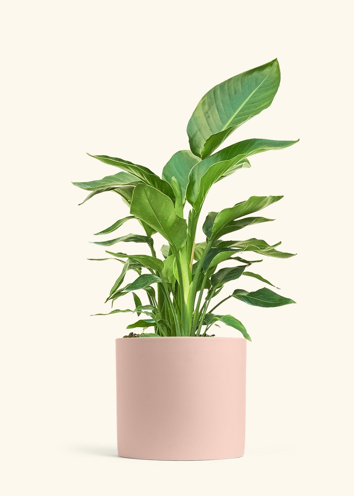 White Bird of Paradise in a 10 inches Pink Classic Cylinder Planter 