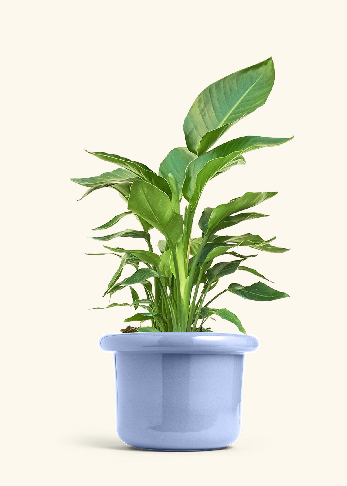 White Bird of Paradise in a 10 inches Fat Lip Blue Planter 