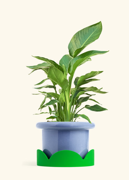 White Bird of Paradise in a 10 inches Fat Lip Blue Planter in a Shamrock Petal Drip Tray