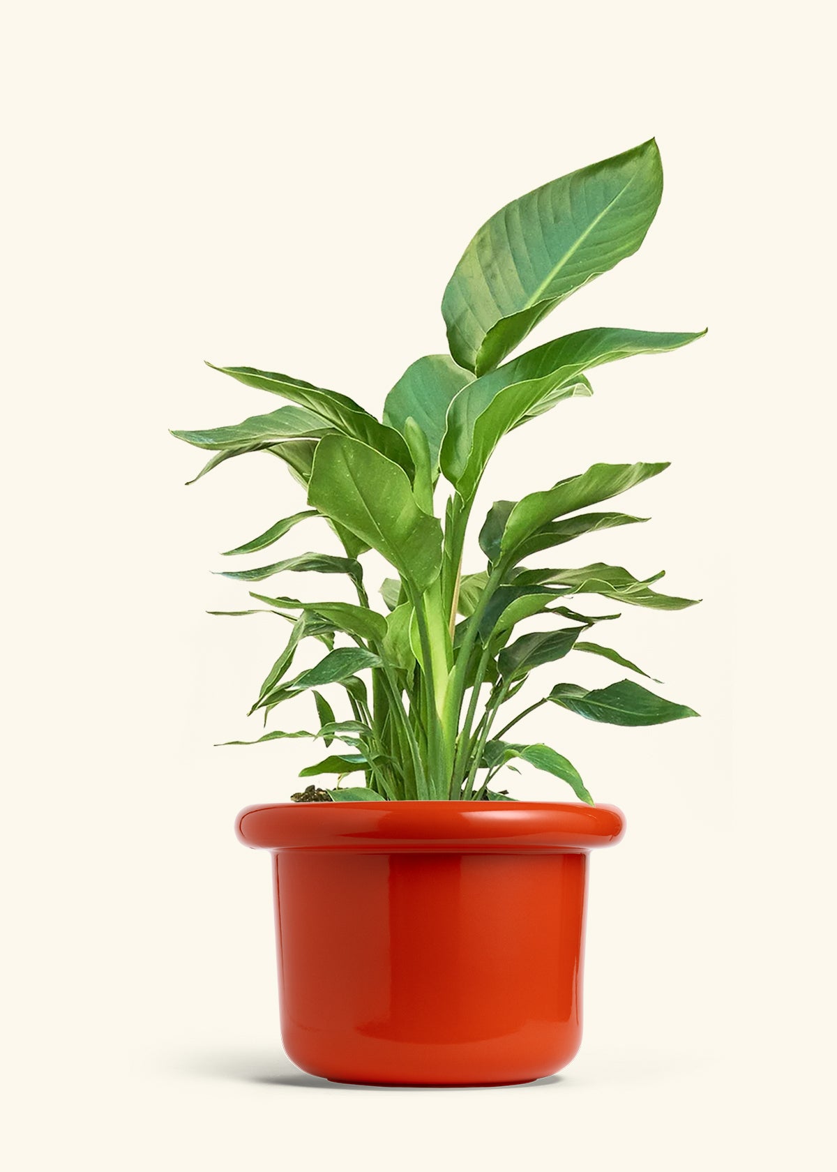 White Bird of Paradise in a 10 inches Fat Lip Red Planter 