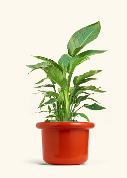 White Bird of Paradise in a 10 inches Fat Lip Red Planter 