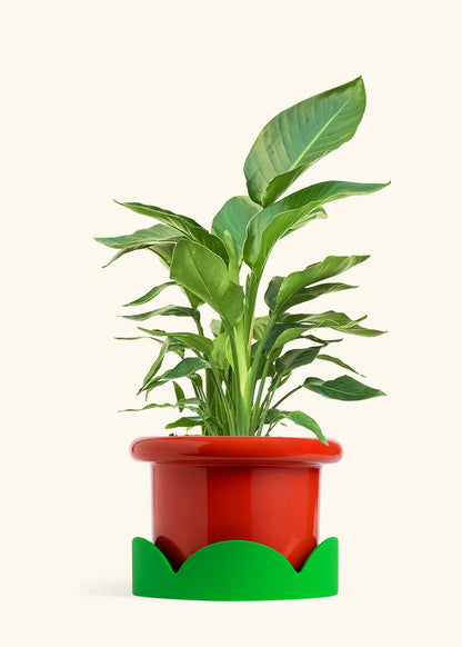 White Bird of Paradise in a 10 inches Fat Lip Red Planter in a Shamrock Petal Drip Tray