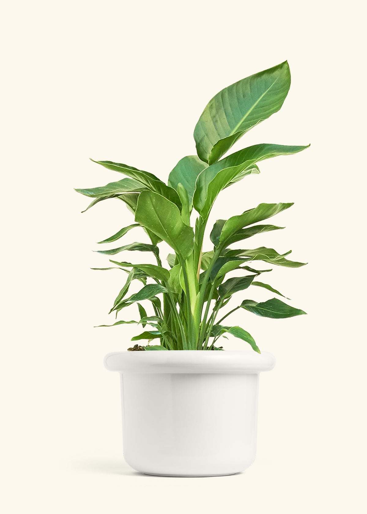 White Bird of Paradise in a 10 inches Fat Lip White Planter 
