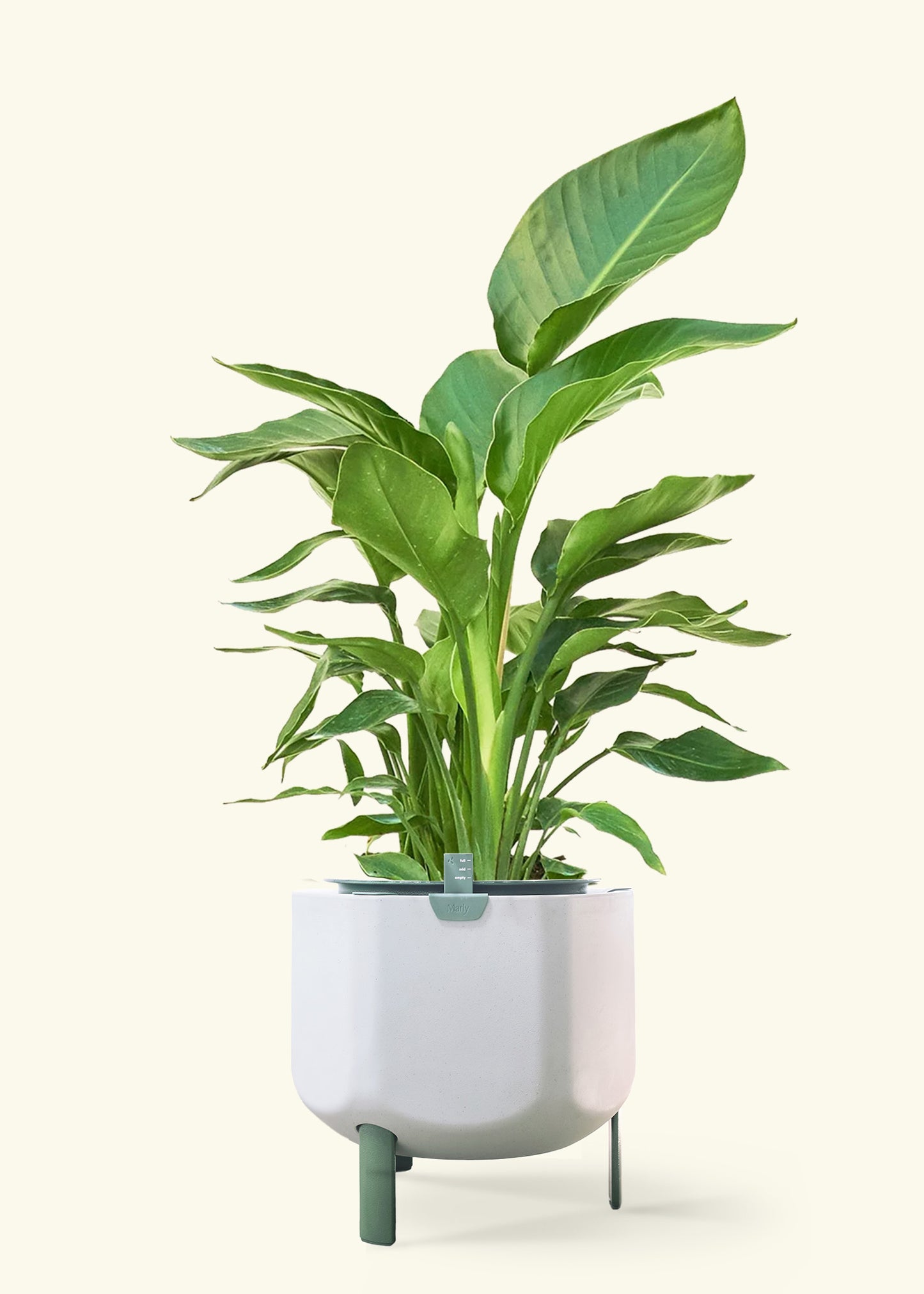 White Bird of Paradise in a 10 inches sage self watering pot