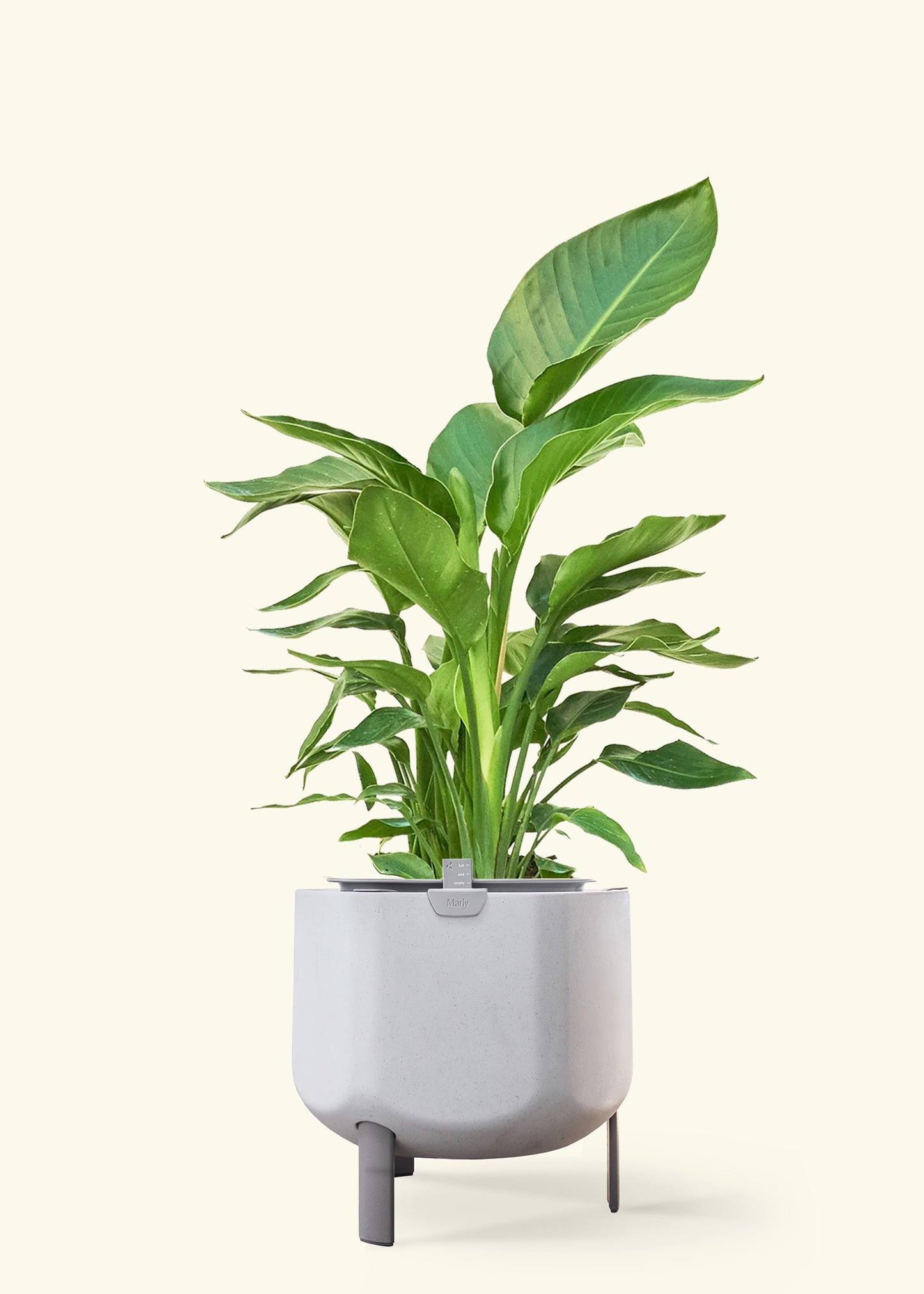 White Bird of Paradise in a 10 inches stone self watering pot