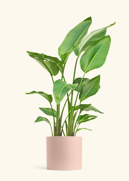 White Bird of Paradise in a 10 inches Pink Classic Cylinder Planter 