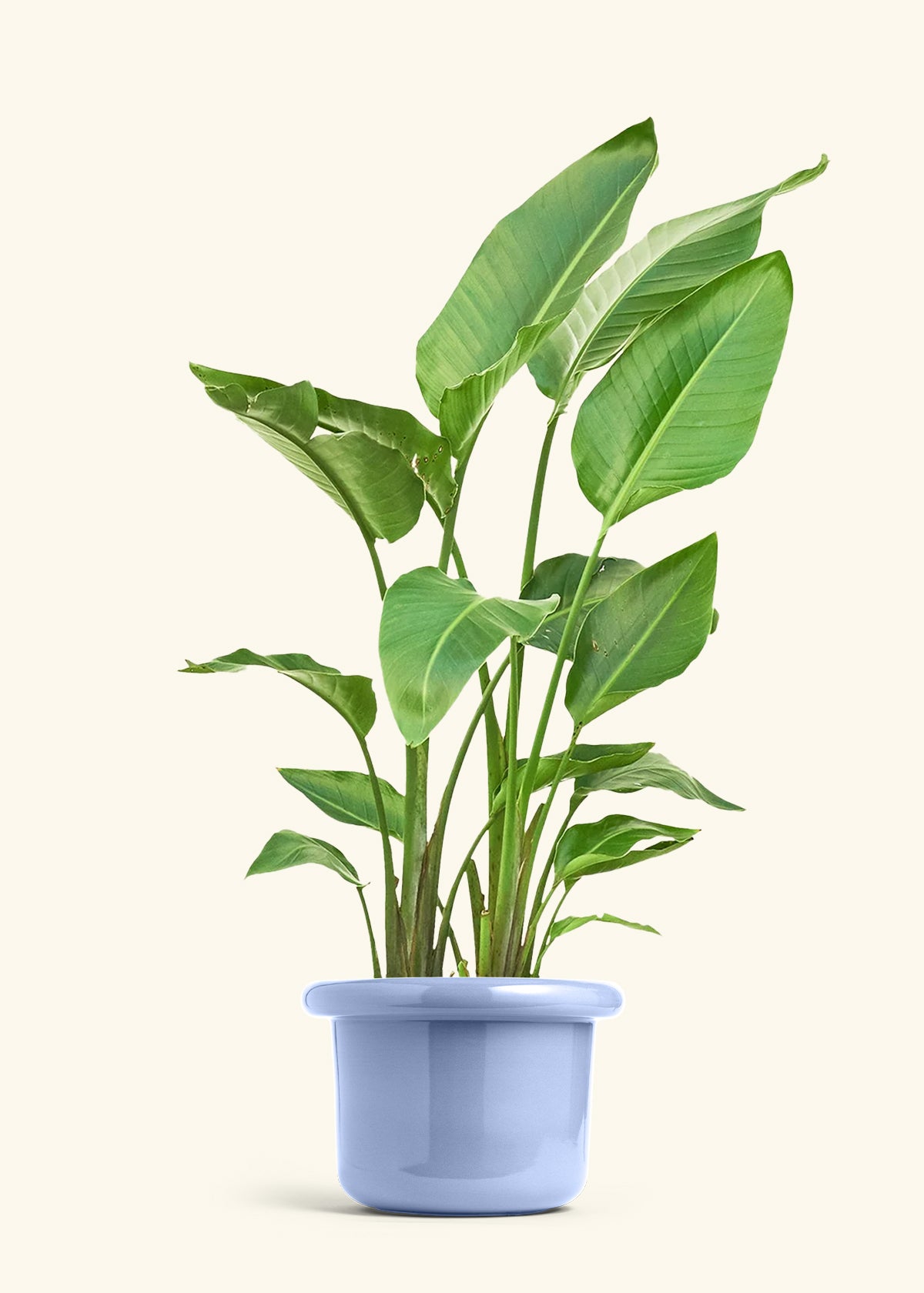 White Bird of Paradise in a 10 inches Fat Lip Blue Planter 
