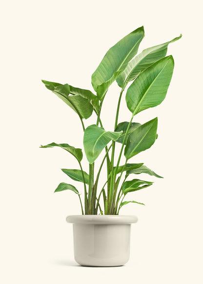 White Bird of Paradise in a 10 inches Fat Lip Oat Planter 