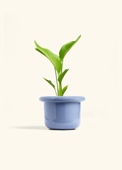 White Bird of Paradise in a 6 inches Fat Lip Blue Planter 