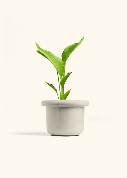 White Bird of Paradise in a 6 inches Fat Lip Oat Planter 