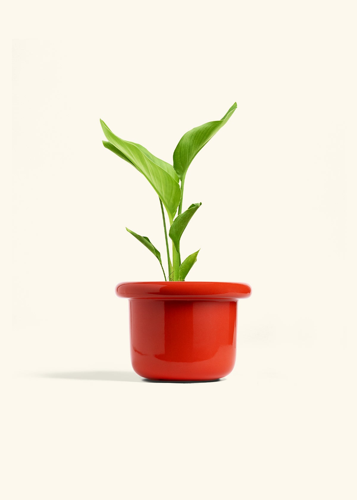 White Bird of Paradise in a 6 inches Fat Lip Red Planter 