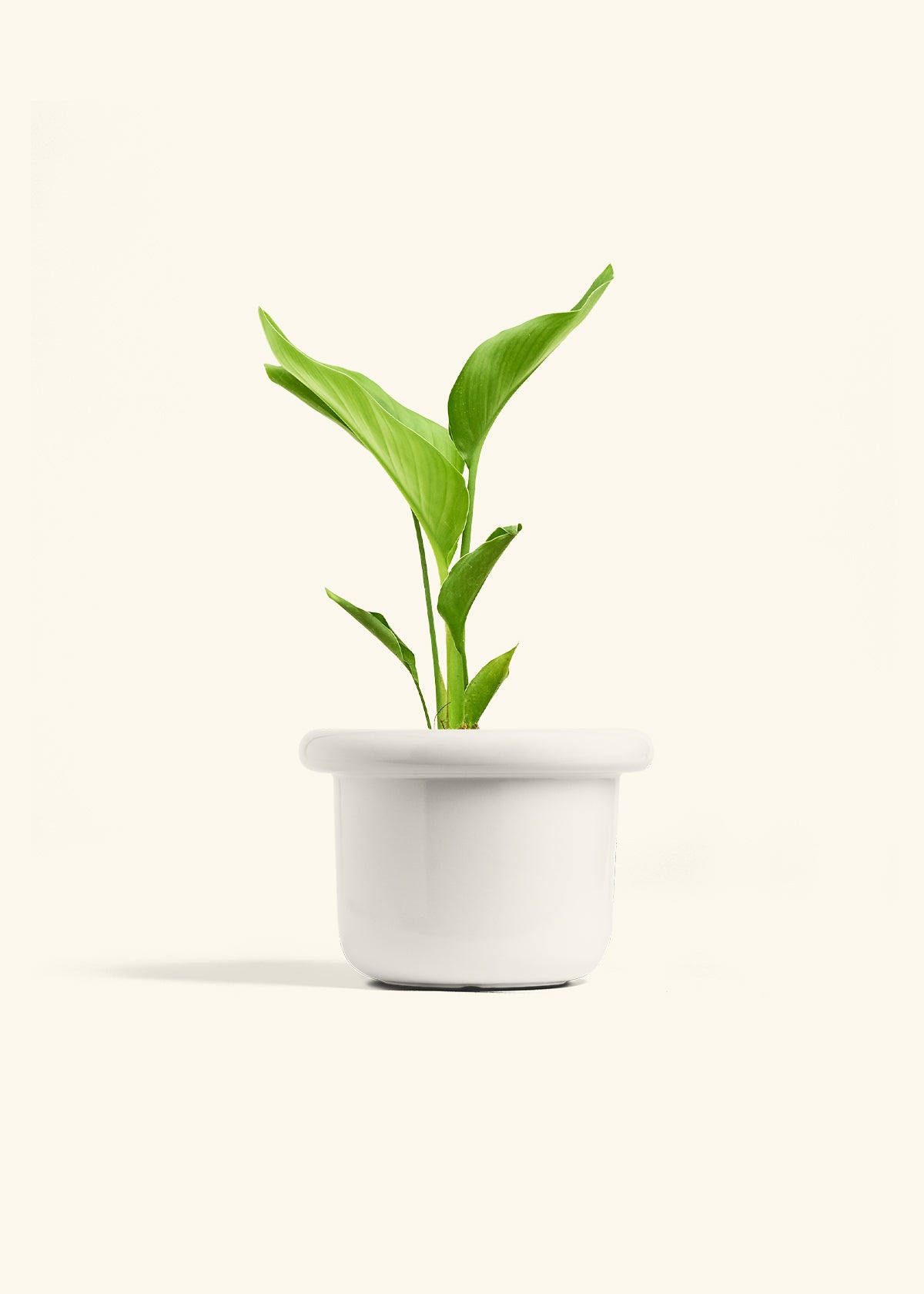 White Bird of Paradise in a 6 inches Fat Lip White Planter 