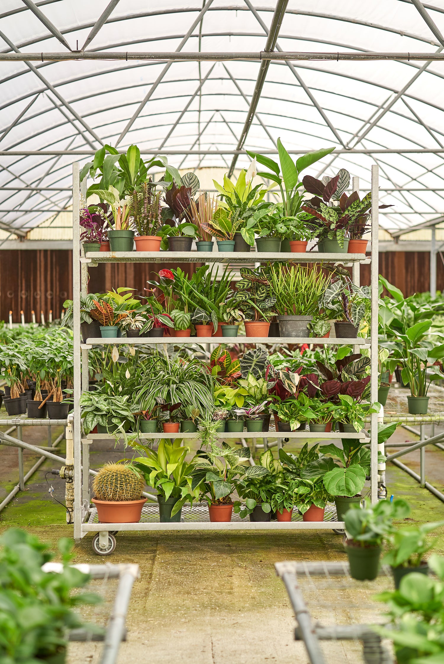 A large variety of plants displayed on a nursery cart surrounded by more plants in a nursery.