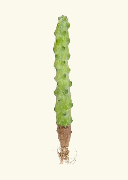 8" boob cactus