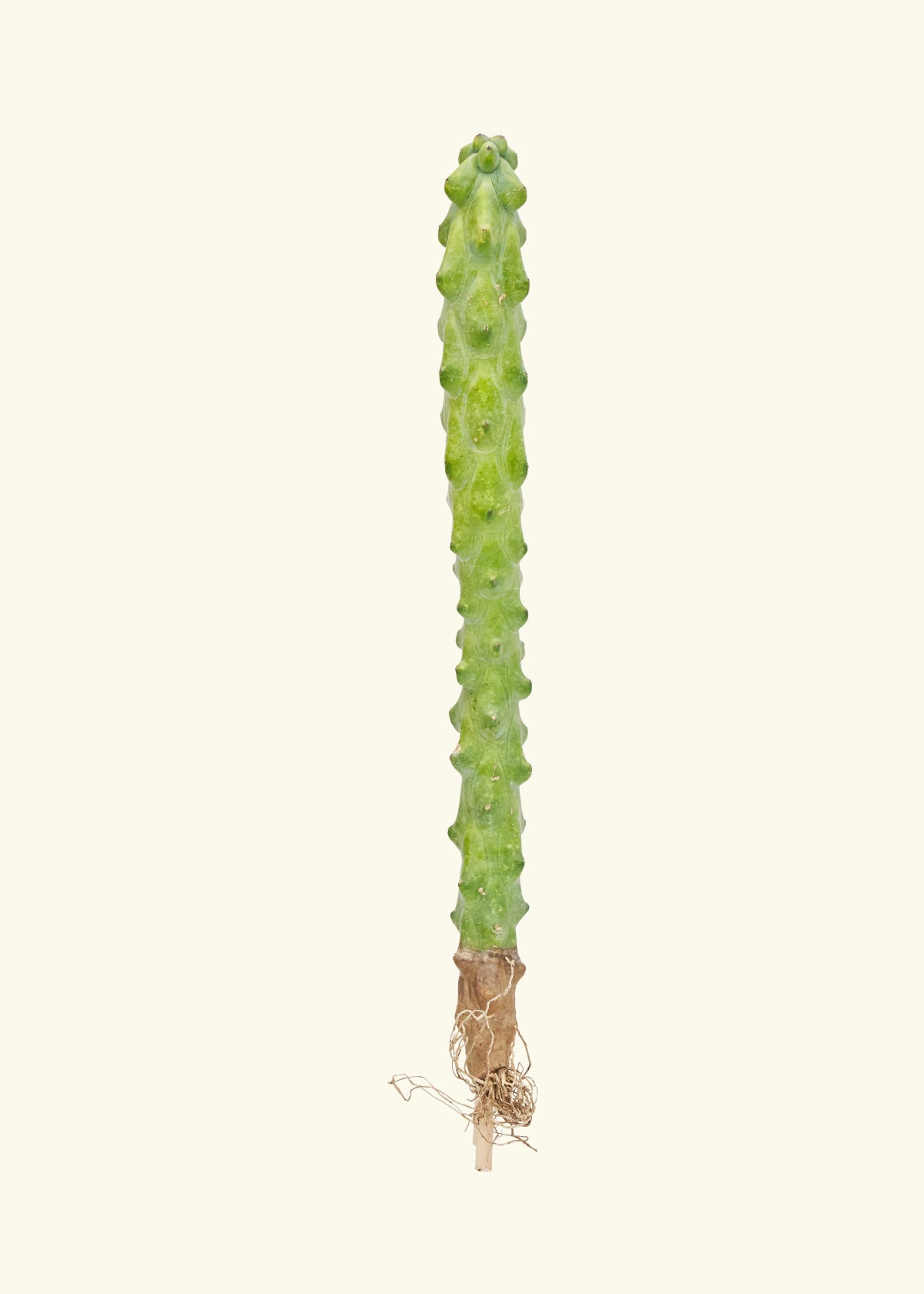 18" boob cactus