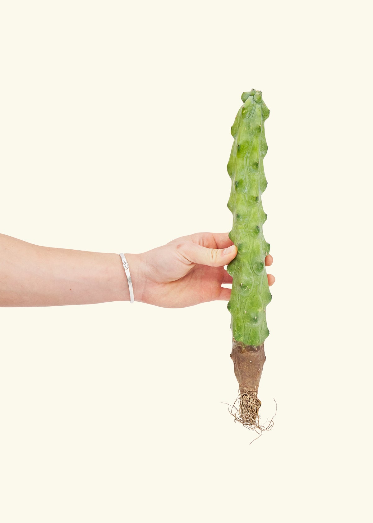 Hand holding boob cactus