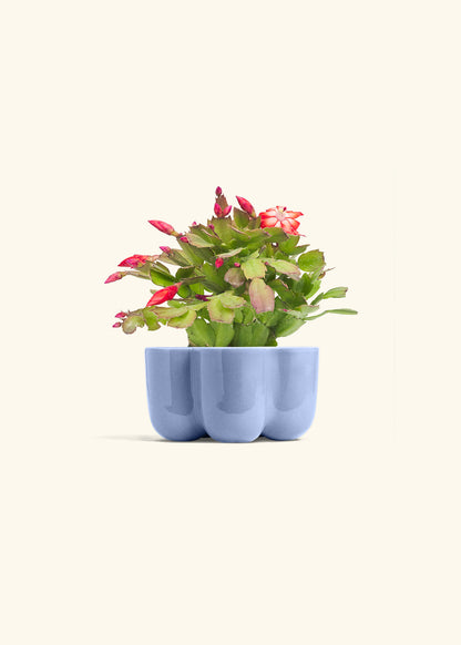 Christmas Cactus in a 4 inches in a Blue Petal Planter