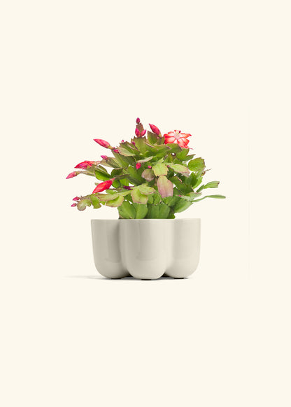 Christmas Cactus in a 4 inches in a Oat Petal Planter