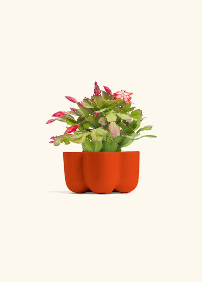 Christmas Cactus in a 4 inches in a Red Petal Planter