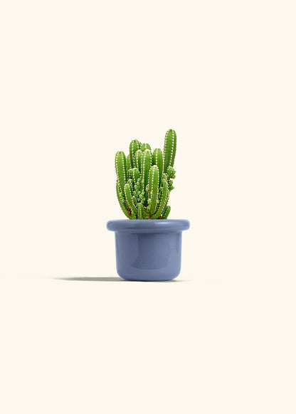 Fairy Castle Cactus in a 4 inches Fat Lip Blue Planter 