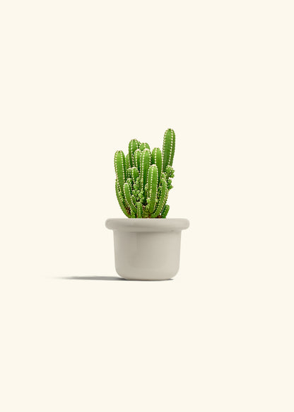 Fairy Castle Cactus in a 4 inches Fat Lip Oat Planter 
