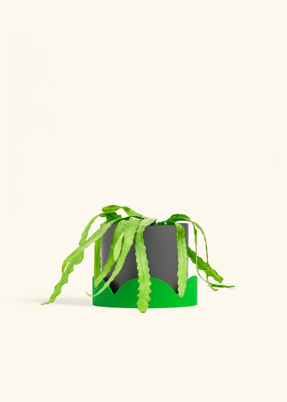 Fishbone Cactus in a 6 inches Charcoal Classic Cylinder Planter in a Shamrock Petal Drip Tray