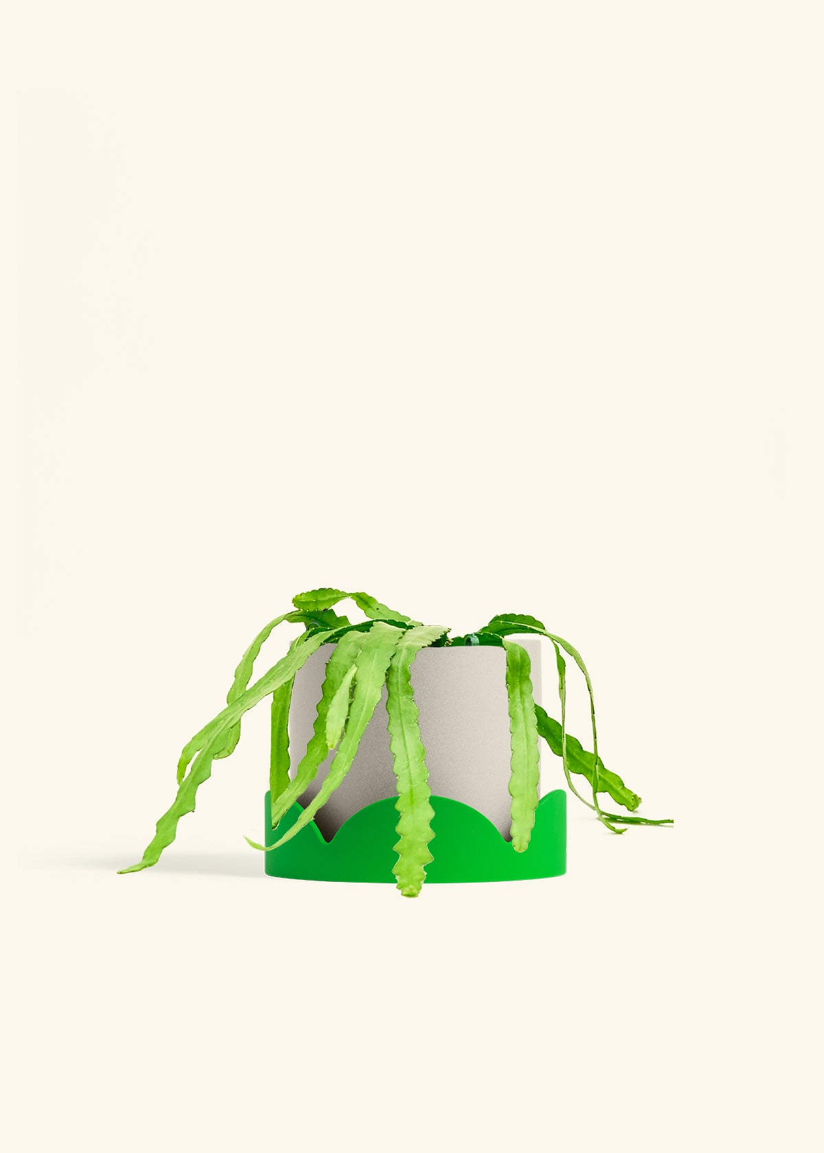 Fishbone Cactus in a 6 inches Oat Classic Cylinder Planter in a Shamrock Petal Drip Tray