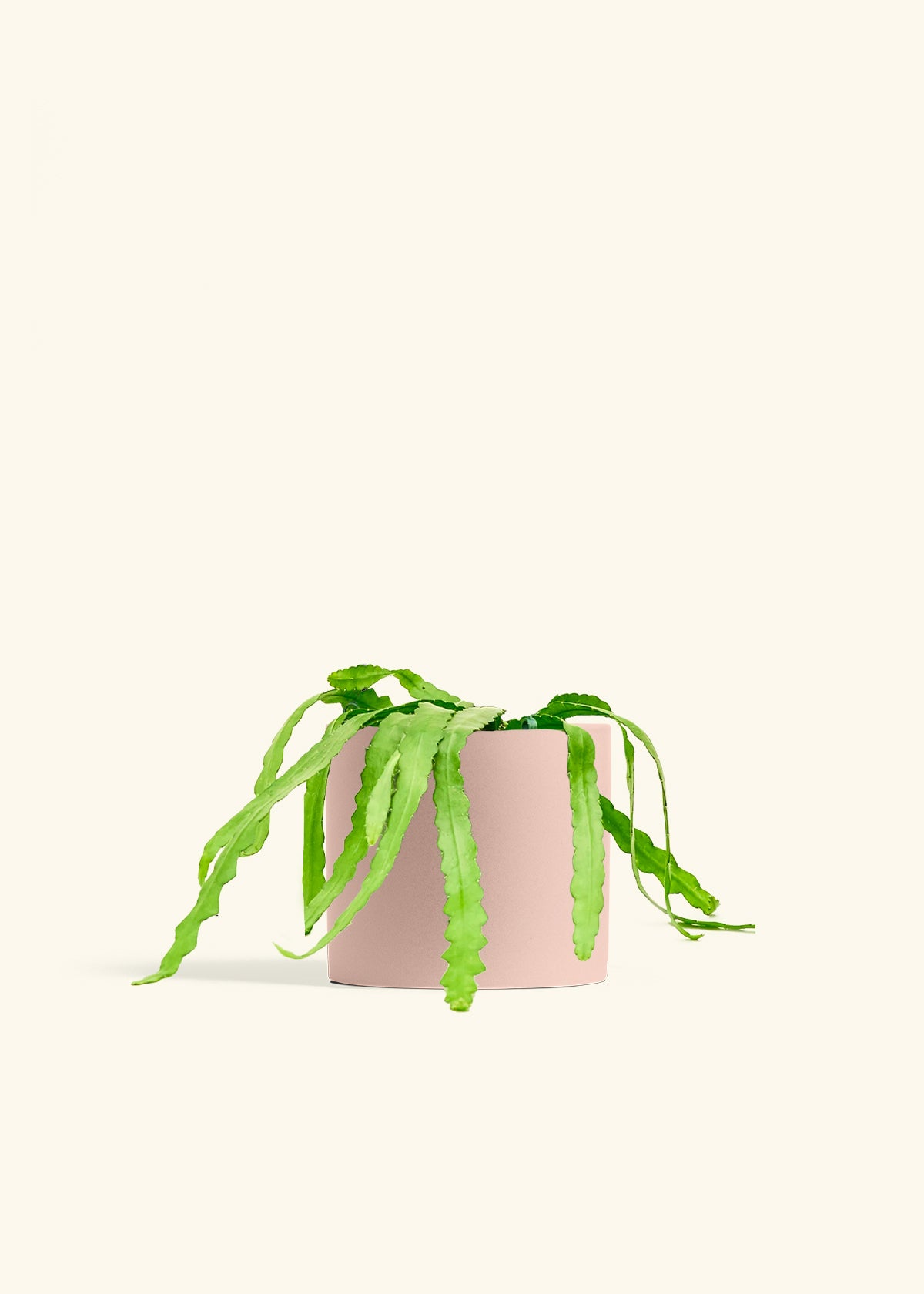 Fishbone Cactus in a 6 inches Pink Classic Cylinder Planter 