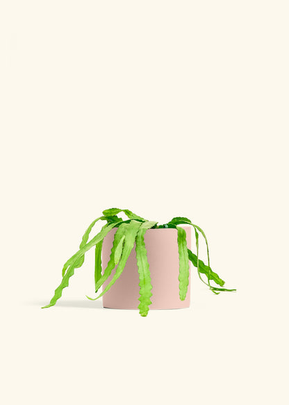 Fishbone Cactus in a 6 inches Pink Classic Cylinder Planter 