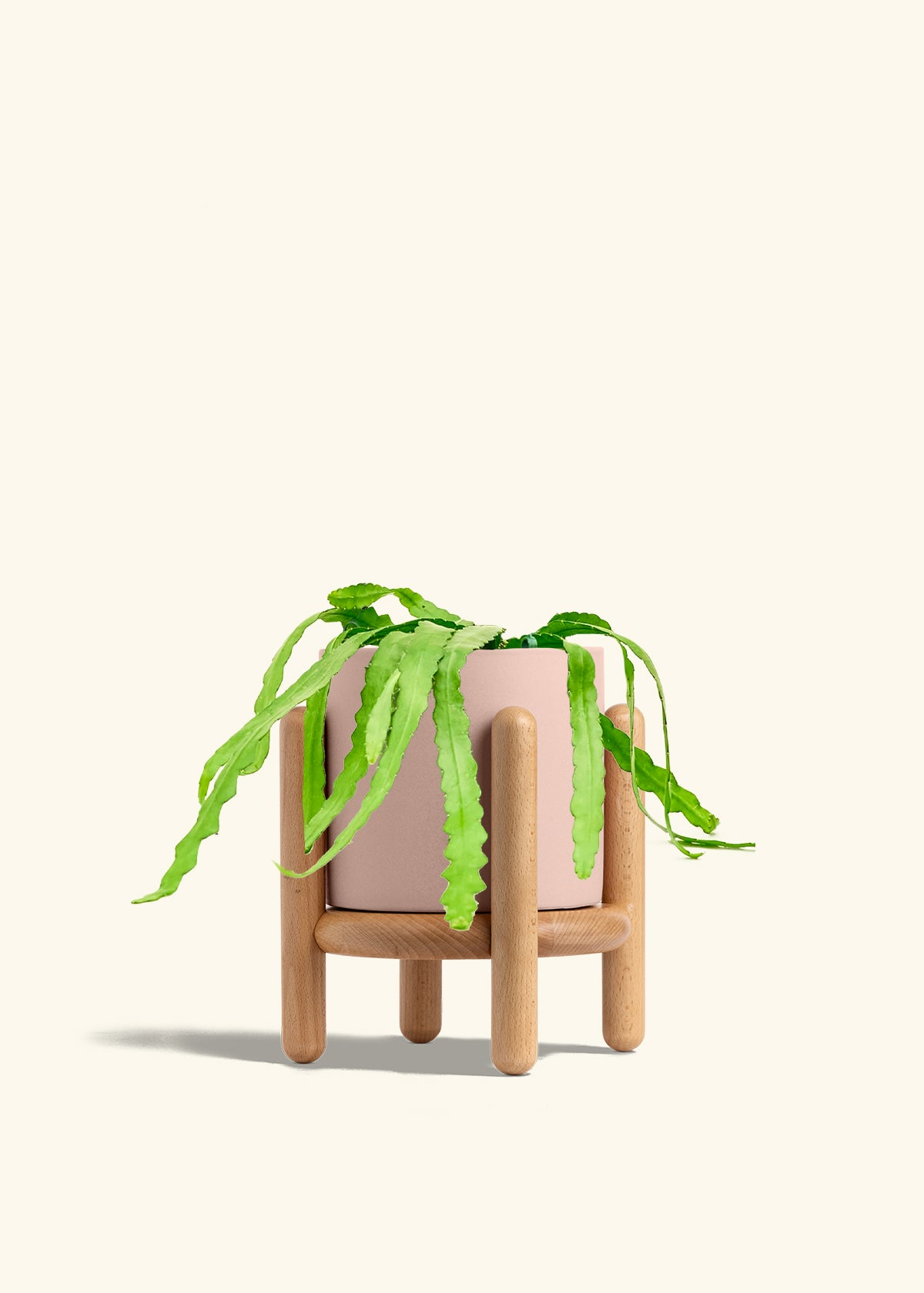 Fishbone Cactus in a 6 inches Pink Classic Cylinder Planter in a Beech Wood Stand