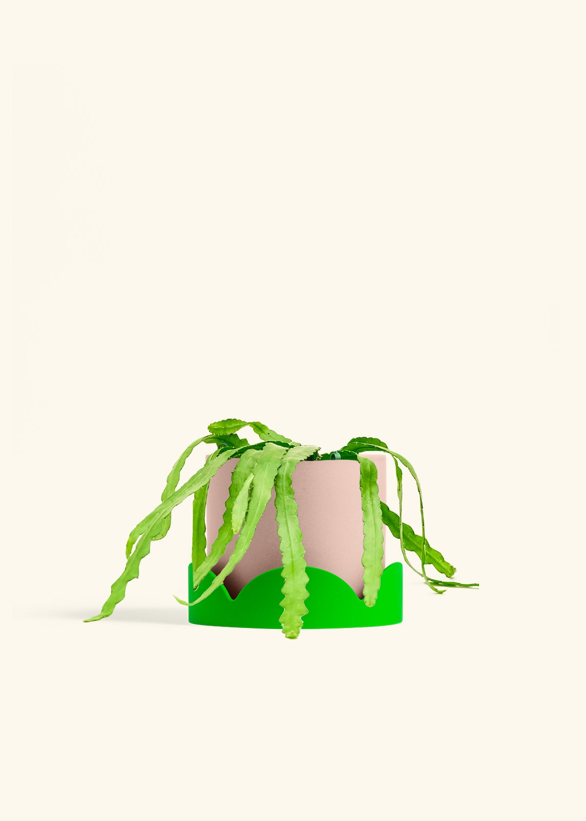 Fishbone Cactus in a 6 inches Pink Classic Cylinder Planter in a Shamrock Petal Drip Tray
