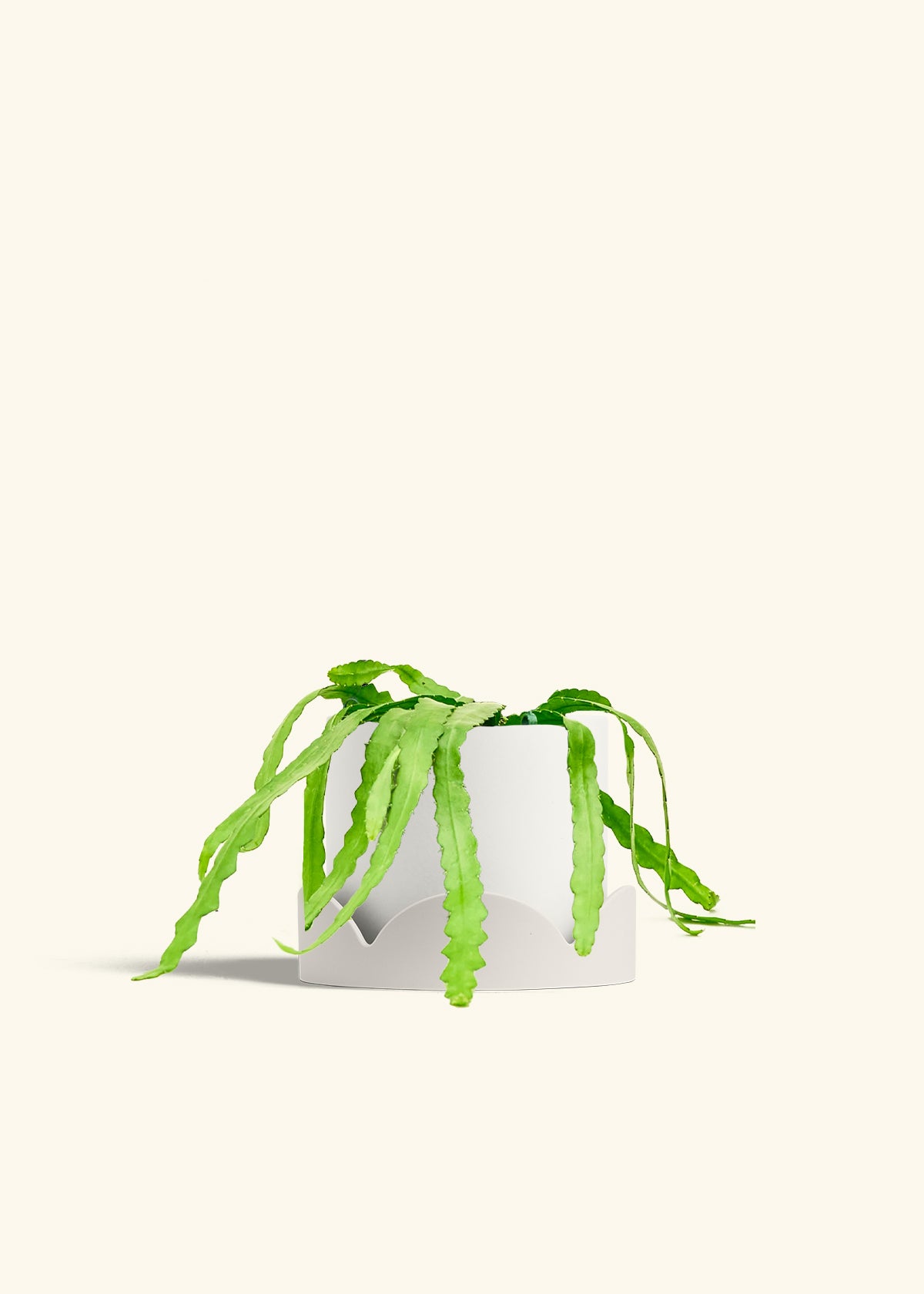 Fishbone Cactus in a 6 inches White Classic Cylinder Planter 