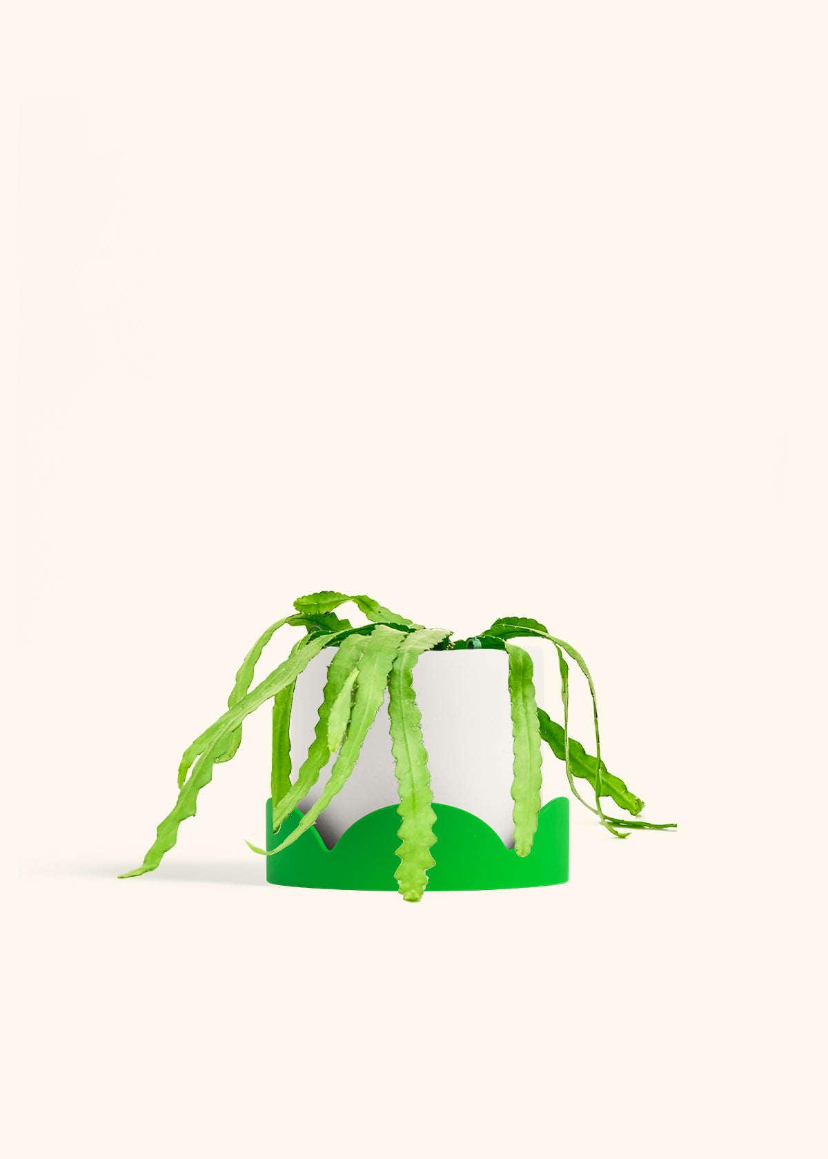 Fishbone Cactus in a 6 inches White Classic Cylinder Planter in a Oat Petal Drip Tray