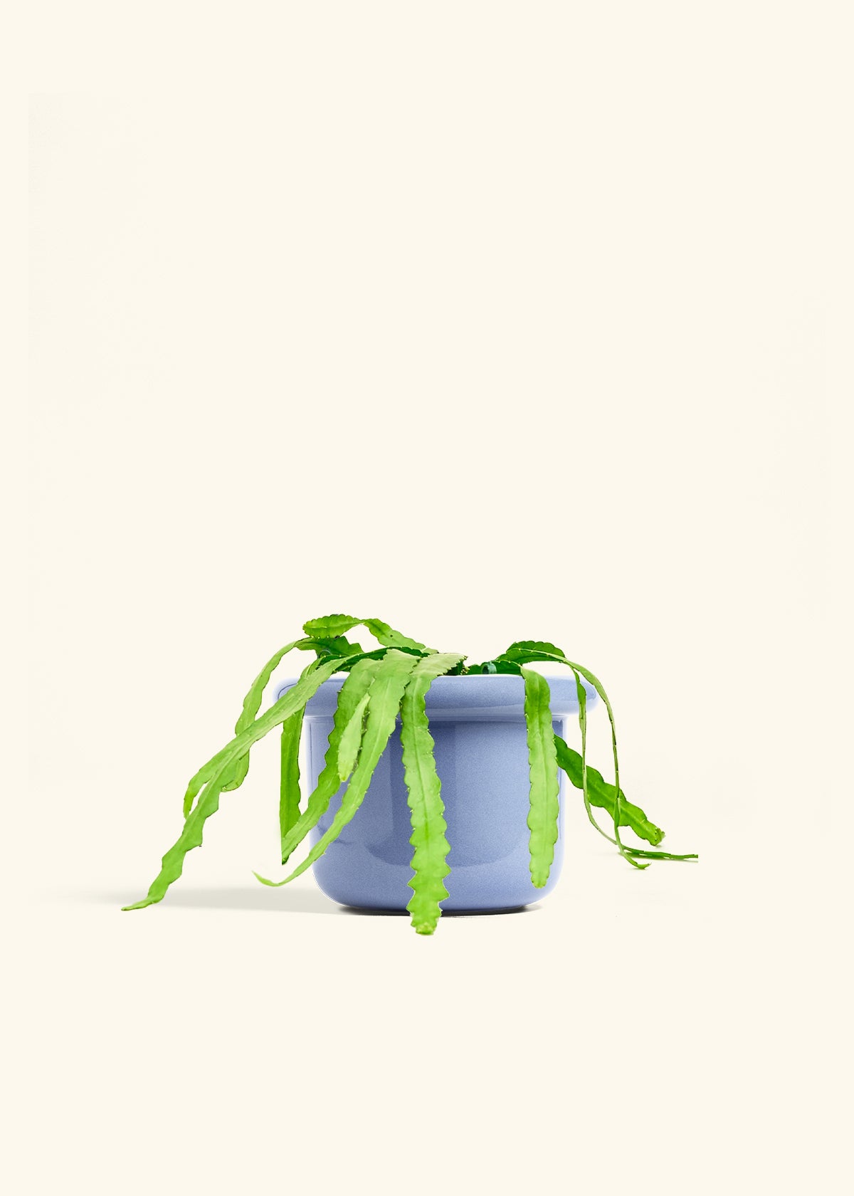 Fishbone Cactus in a 6 inches Fat Lip Blue Planter 