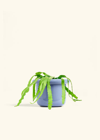 Fishbone Cactus in a 6 inches Fat Lip Blue Planter 