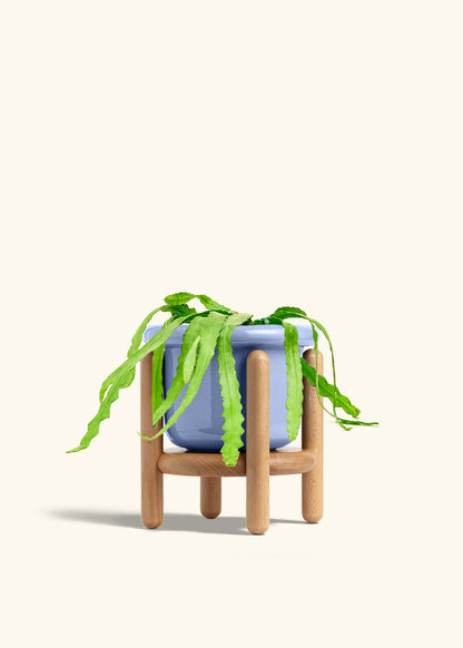 Fishbone Cactus in a 6 inches Fat Lip Blue Planter in a Beech Wood Stand