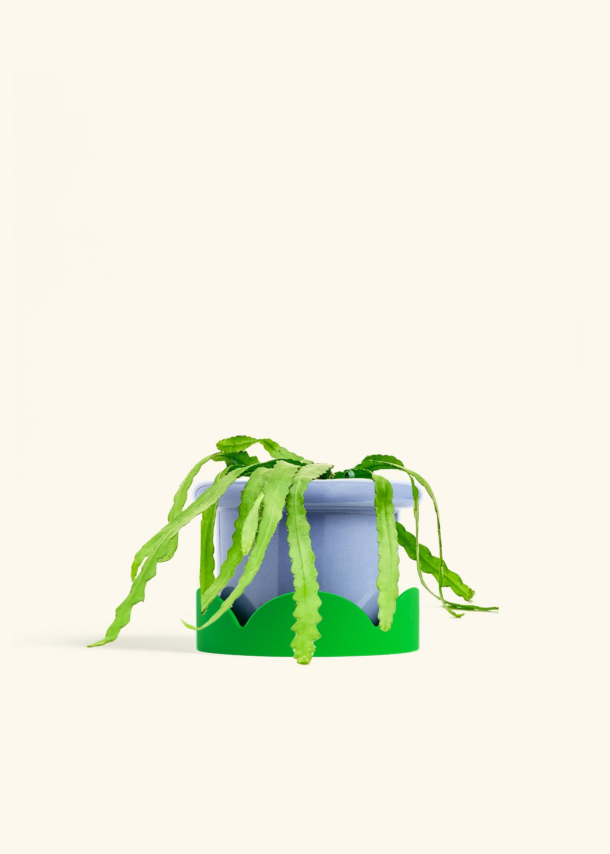 Fishbone Cactus in a 6 inches Fat Lip Blue Planter in a Shamrock Petal Drip Tray