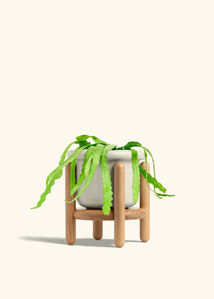 Fishbone Cactus in a 6 inches Fat Lip Oat Planter in a Beech Wood Stand