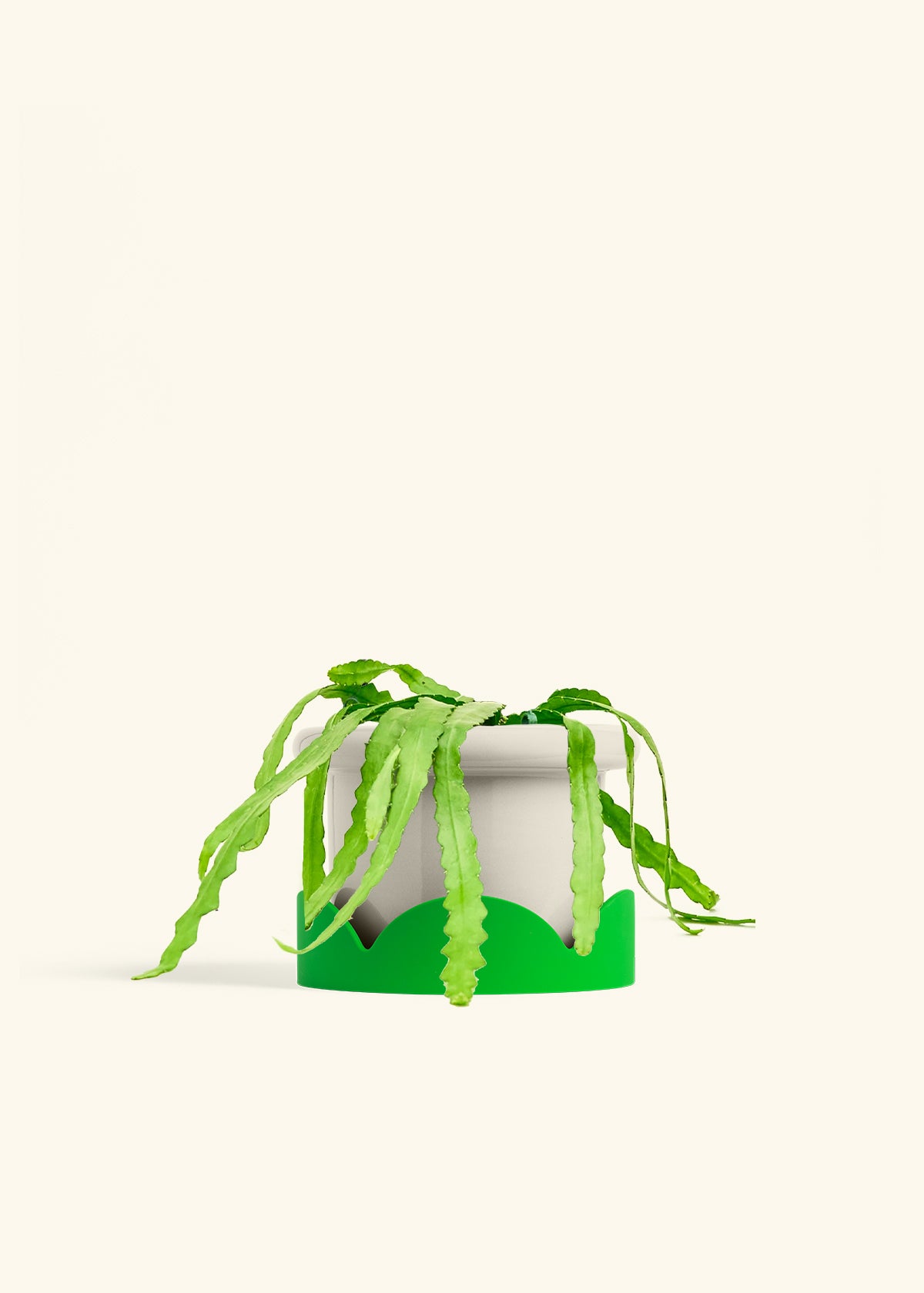 Fishbone Cactus in a 6 inches Fat Lip Oat Planter in a Shamrock Petal Drip Tray