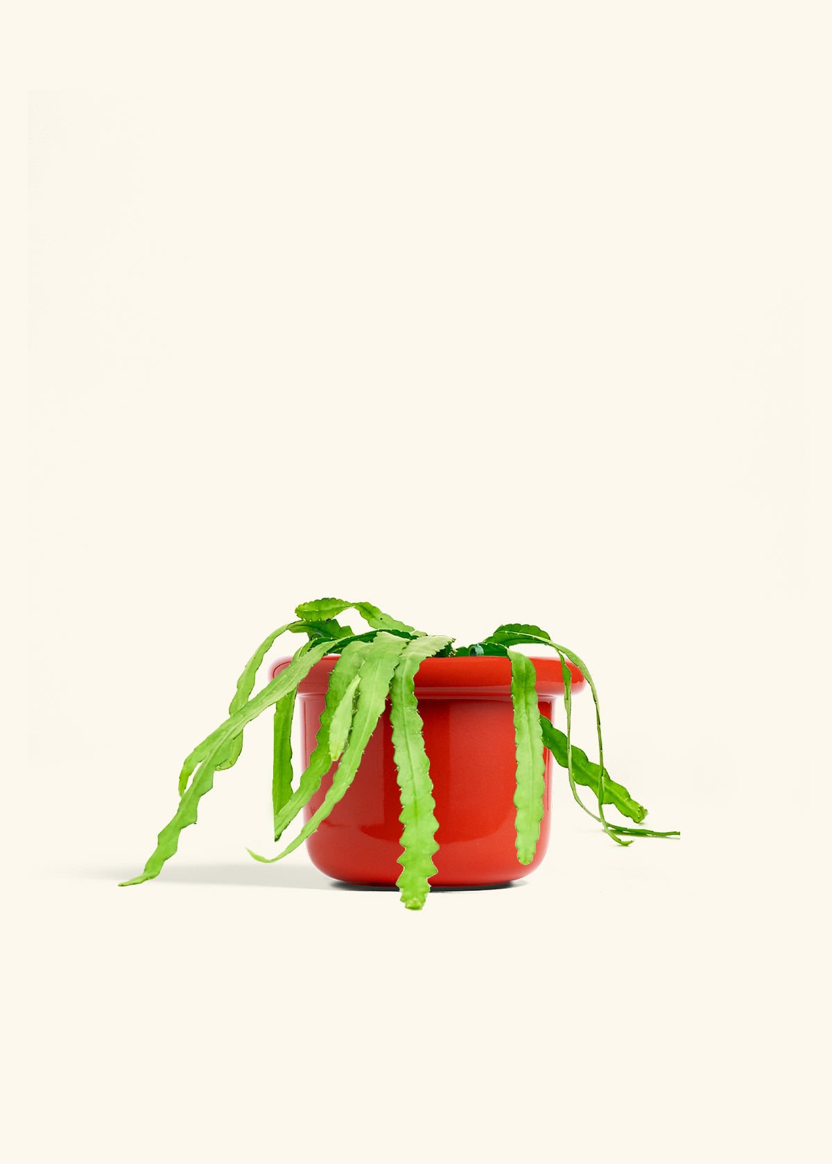 Fishbone Cactus in a 6 inches Fat Lip Red Planter 