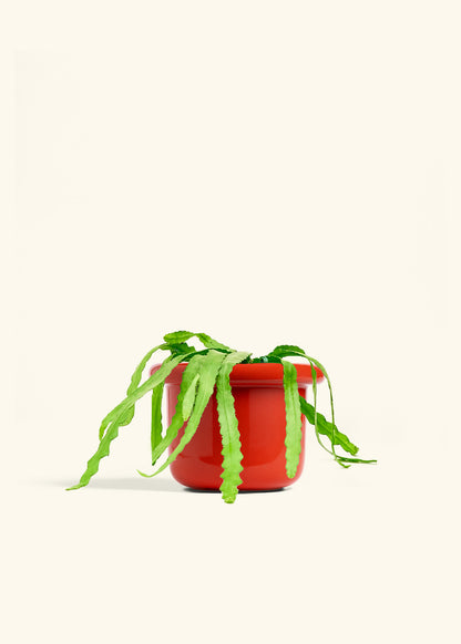 Fishbone Cactus in a 6 inches Fat Lip Red Planter 
