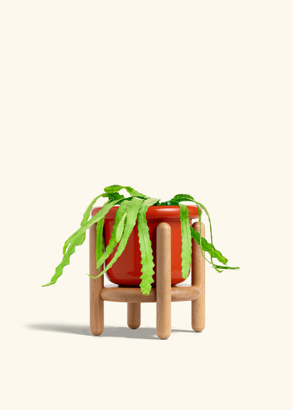 Fishbone Cactus in a 6 inches Fat Lip Red Planter in a Beech Wood Stand