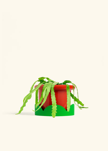 Fishbone Cactus in a 6 inches Fat Lip Red Planter in a Shamrock Petal Drip Tray