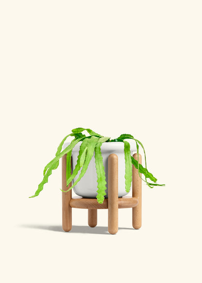 Fishbone Cactus in a 6 inches Fat Lip White Planter in a Beech Wood Stand