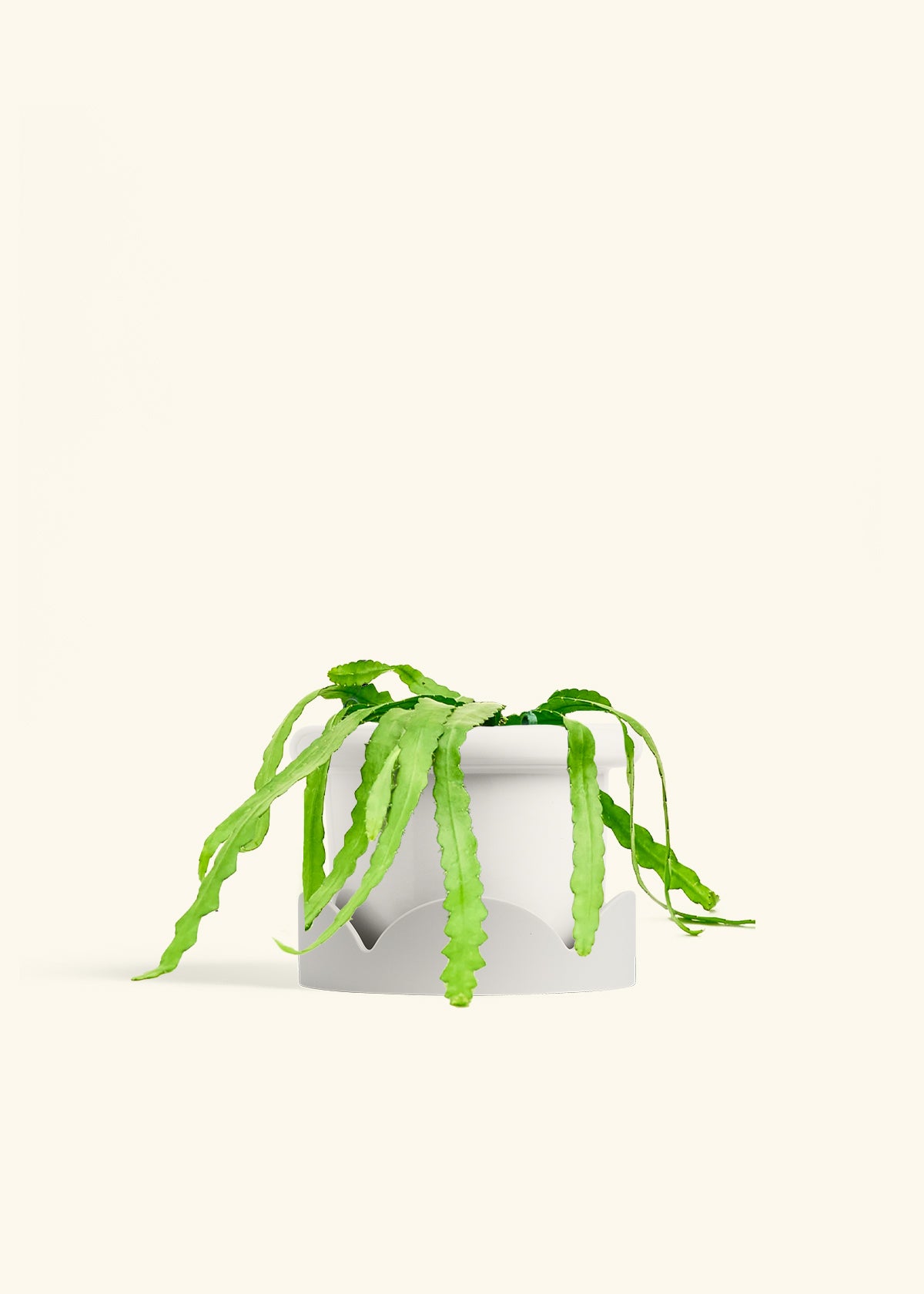 Fishbone Cactus in a 6 inches Fat Lip White Planter in a Oat Petal Drip Tray
