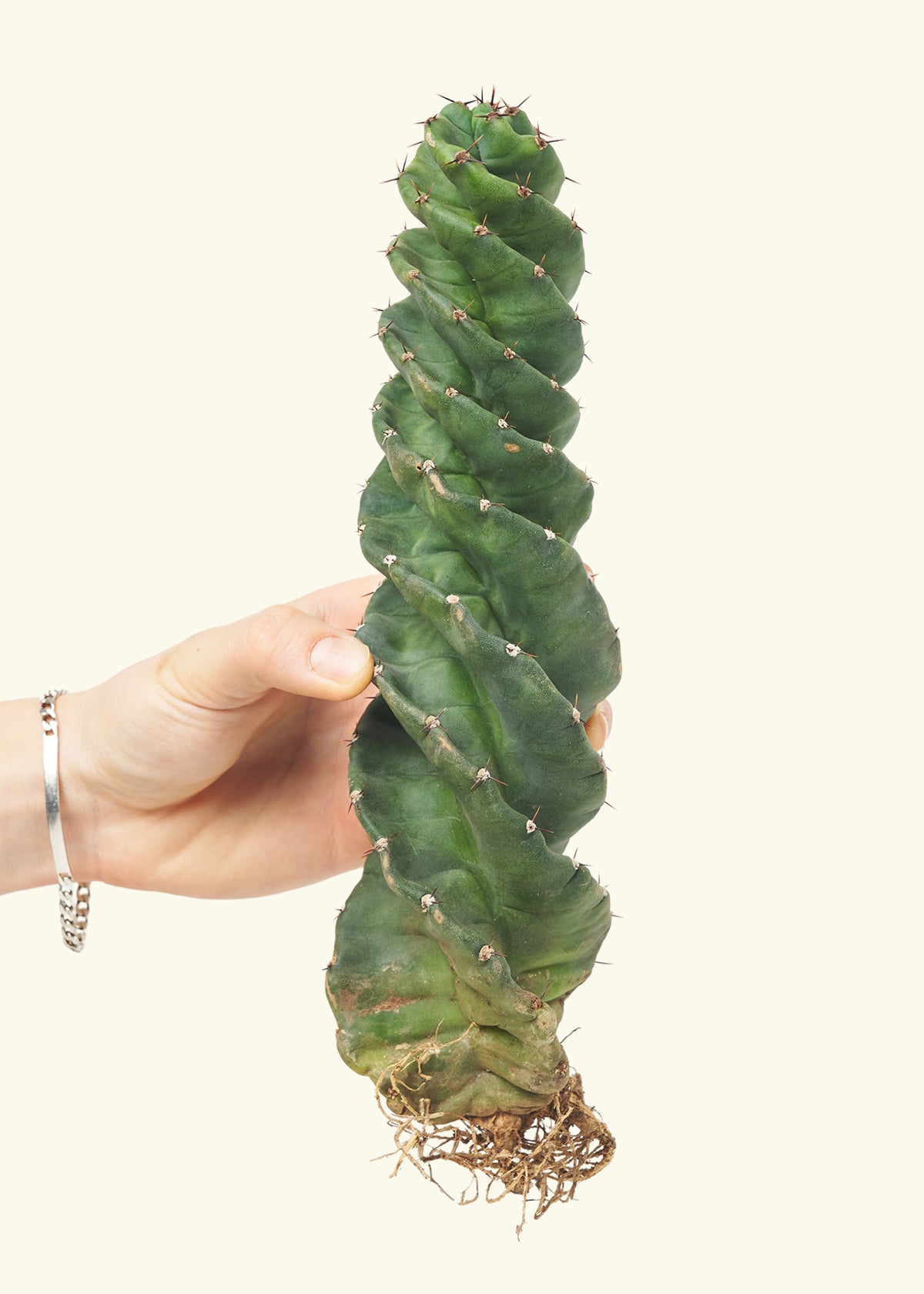 Hand holding a spiral cactus, side profile