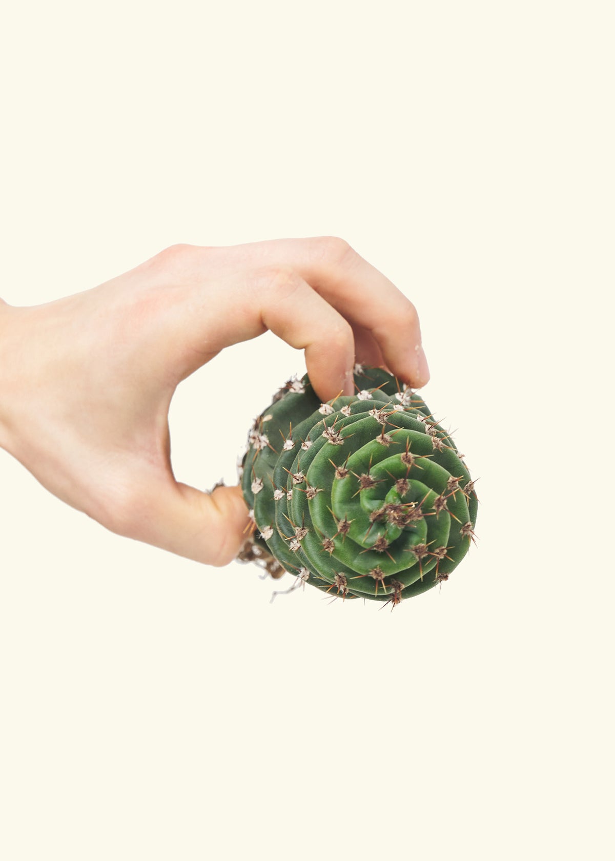 Hand holding a spiral cactus, top profile
