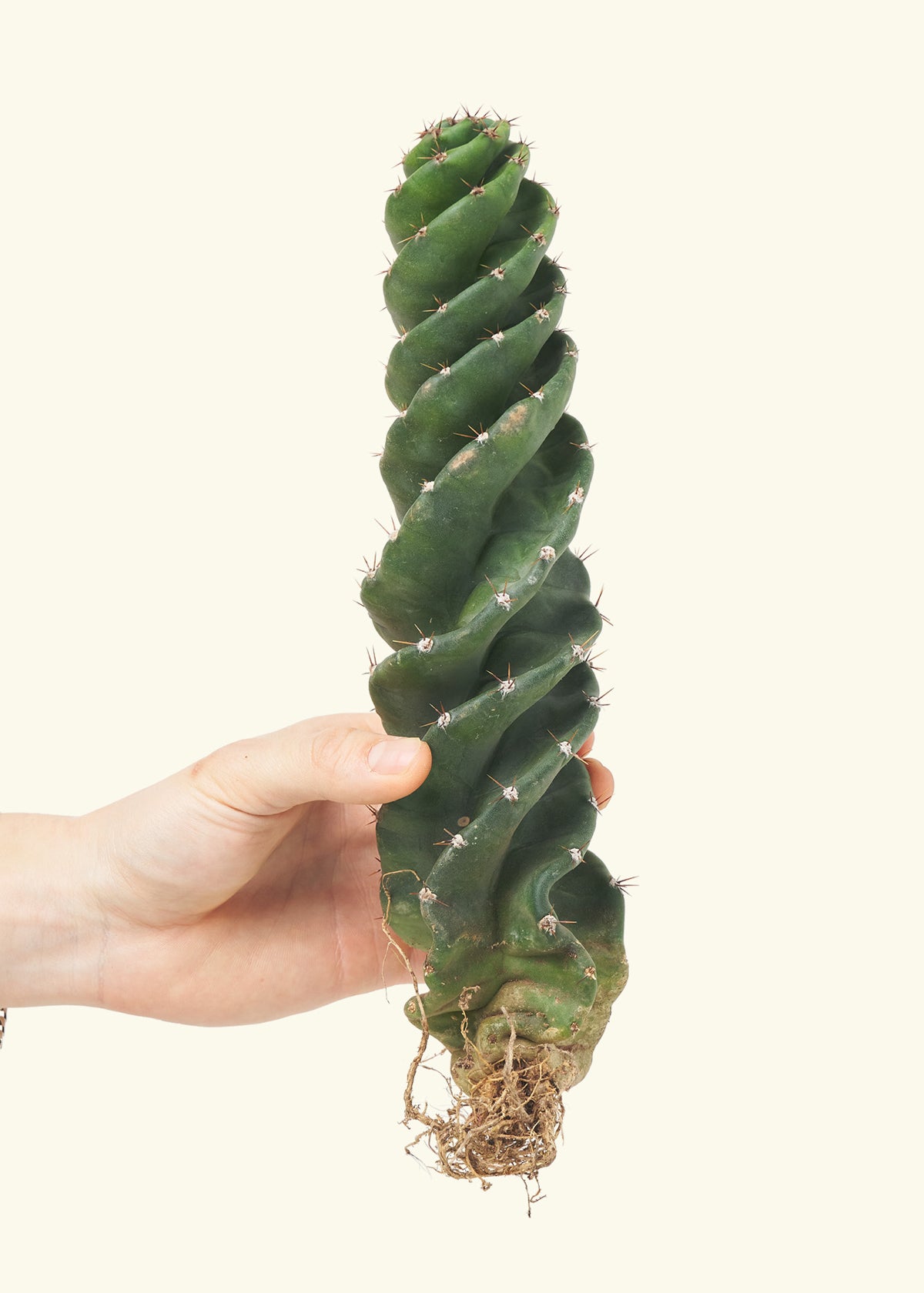 Hand holding another spiral cactus, side profile