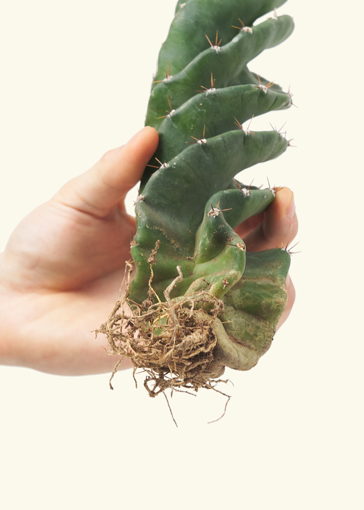 Hand holding a spiral cactus, bottom zoom