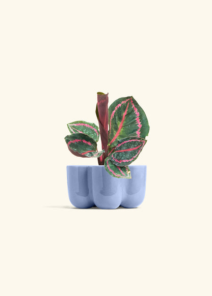 Calathea Dottie in a 4 inches in a Blue Petal Planter